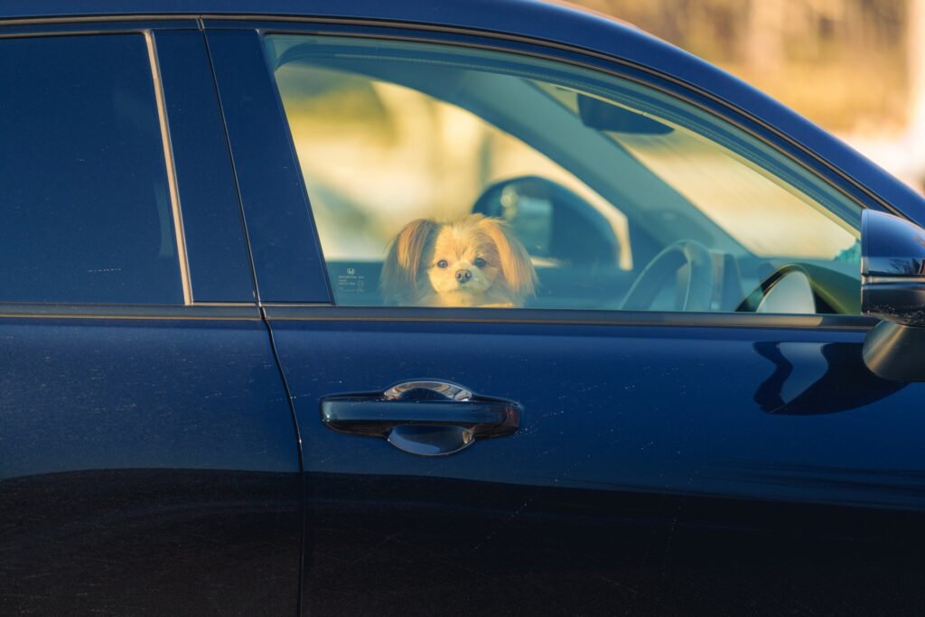 車で待つ犬